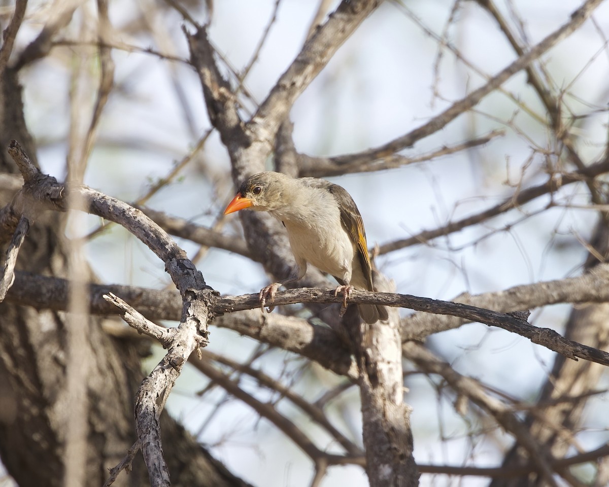 アカガシラモリハタオリ - ML646156073