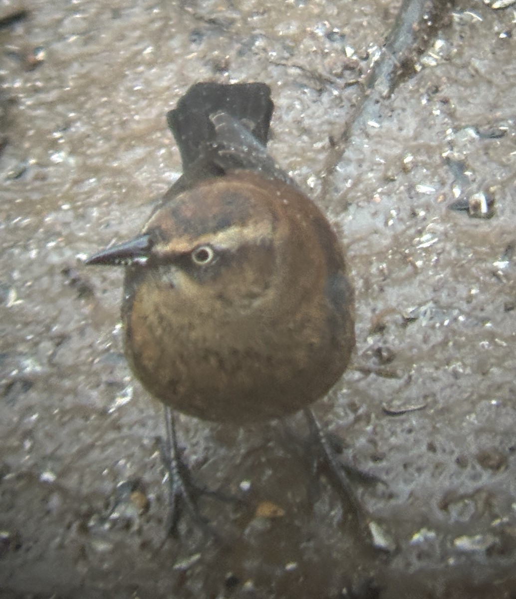 kanadatrupial - ML646156074