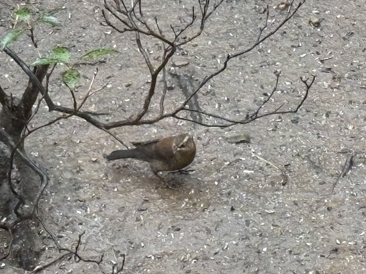 kanadatrupial - ML646156075