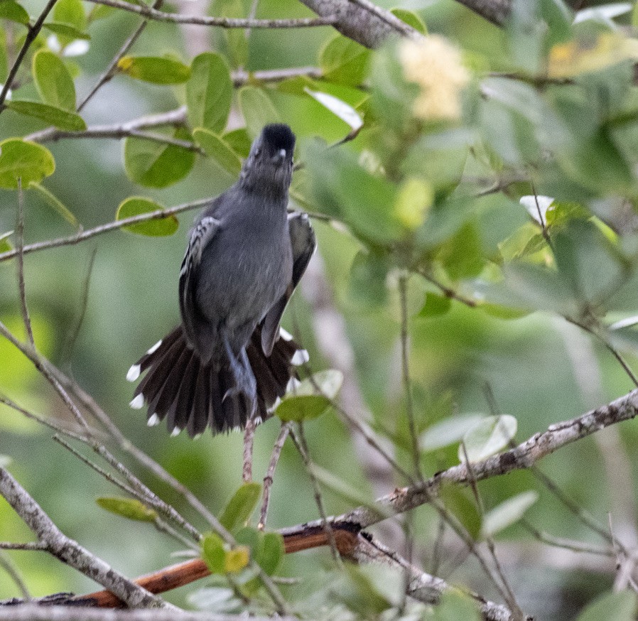 カワリアリモズ - ML646156077