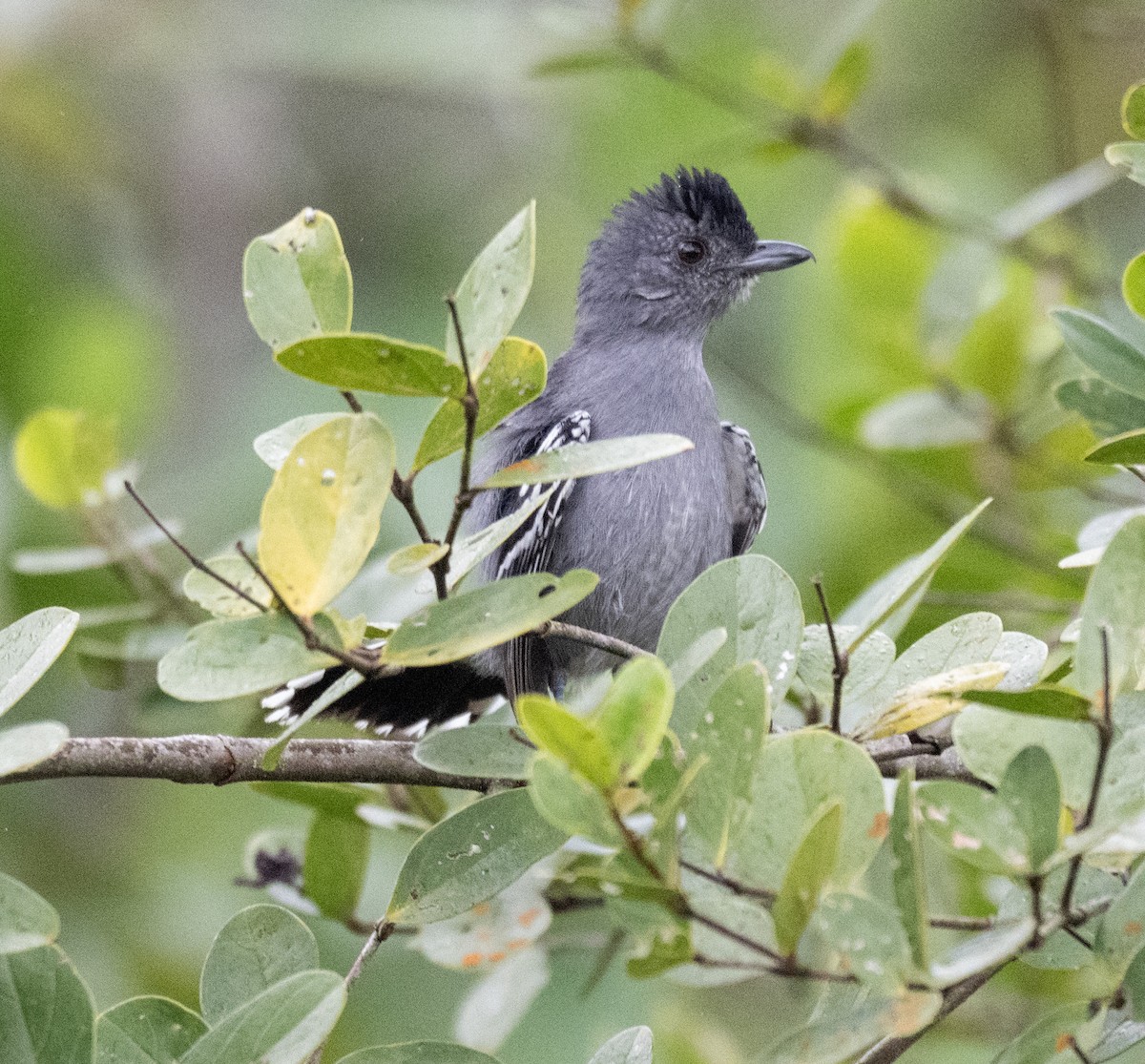 カワリアリモズ - ML646156078