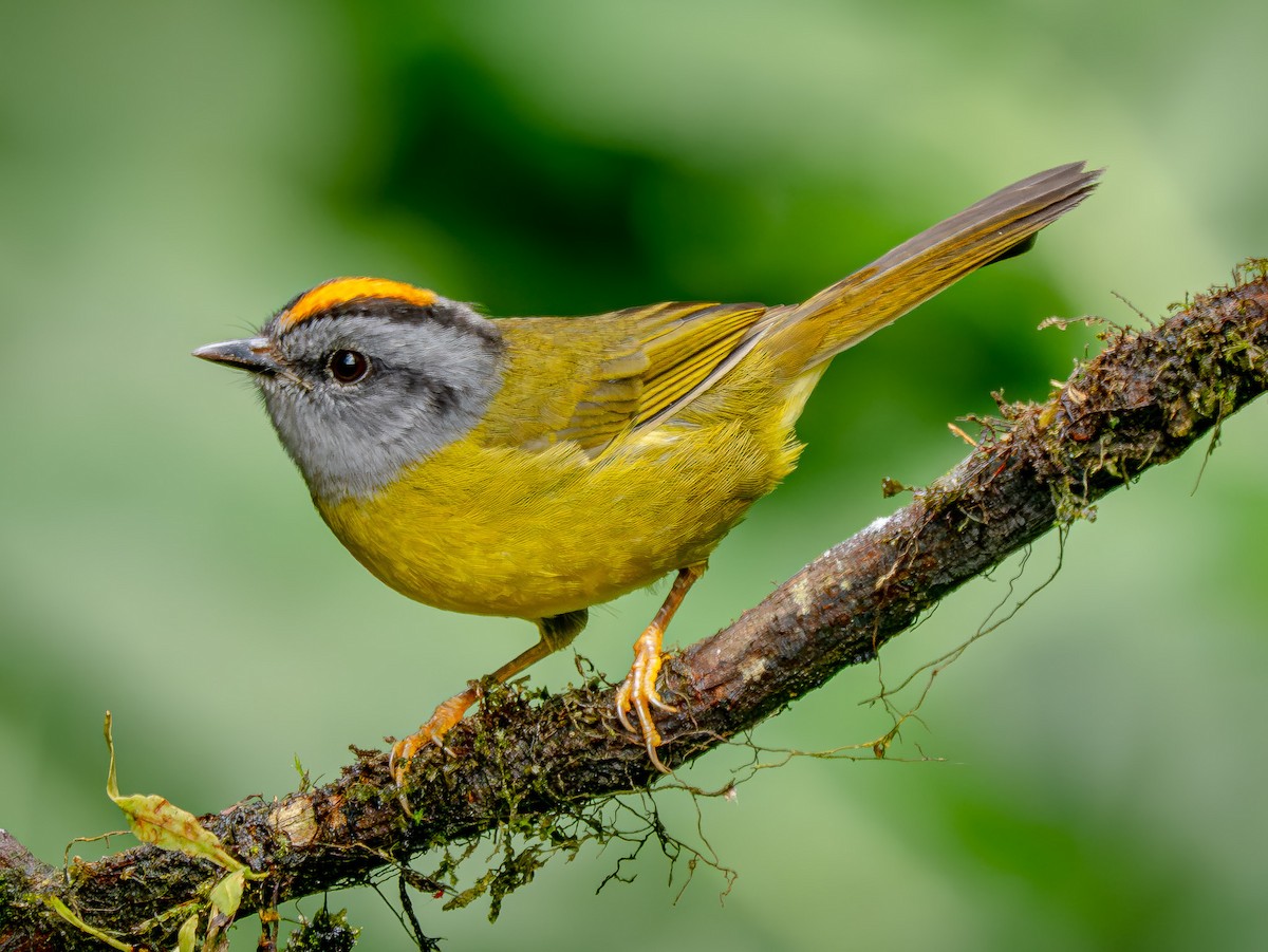 アカイタダキアメリカムシクイ - ML646156079