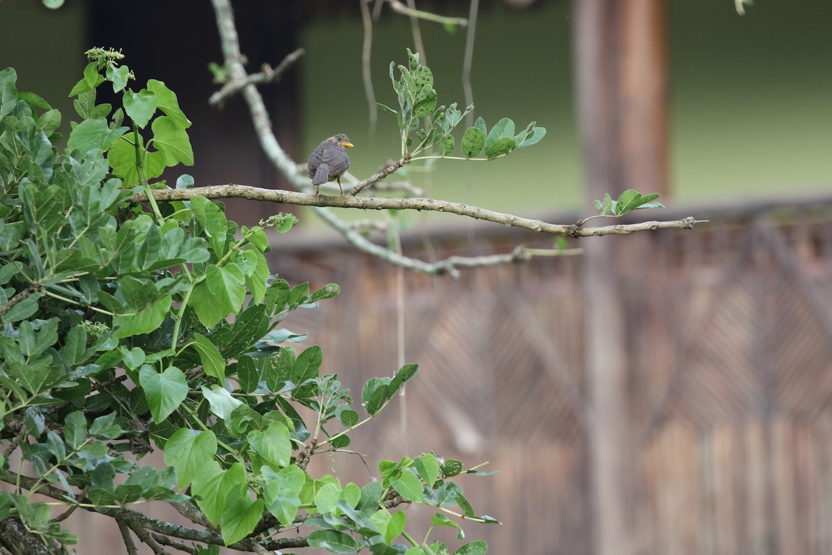 アフリカツグミ - ML646156081