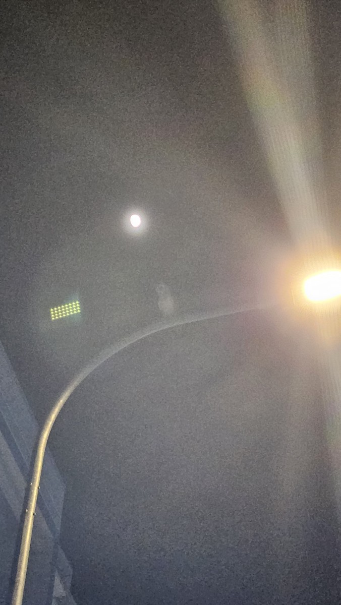 メンフクロウ - ML646156082