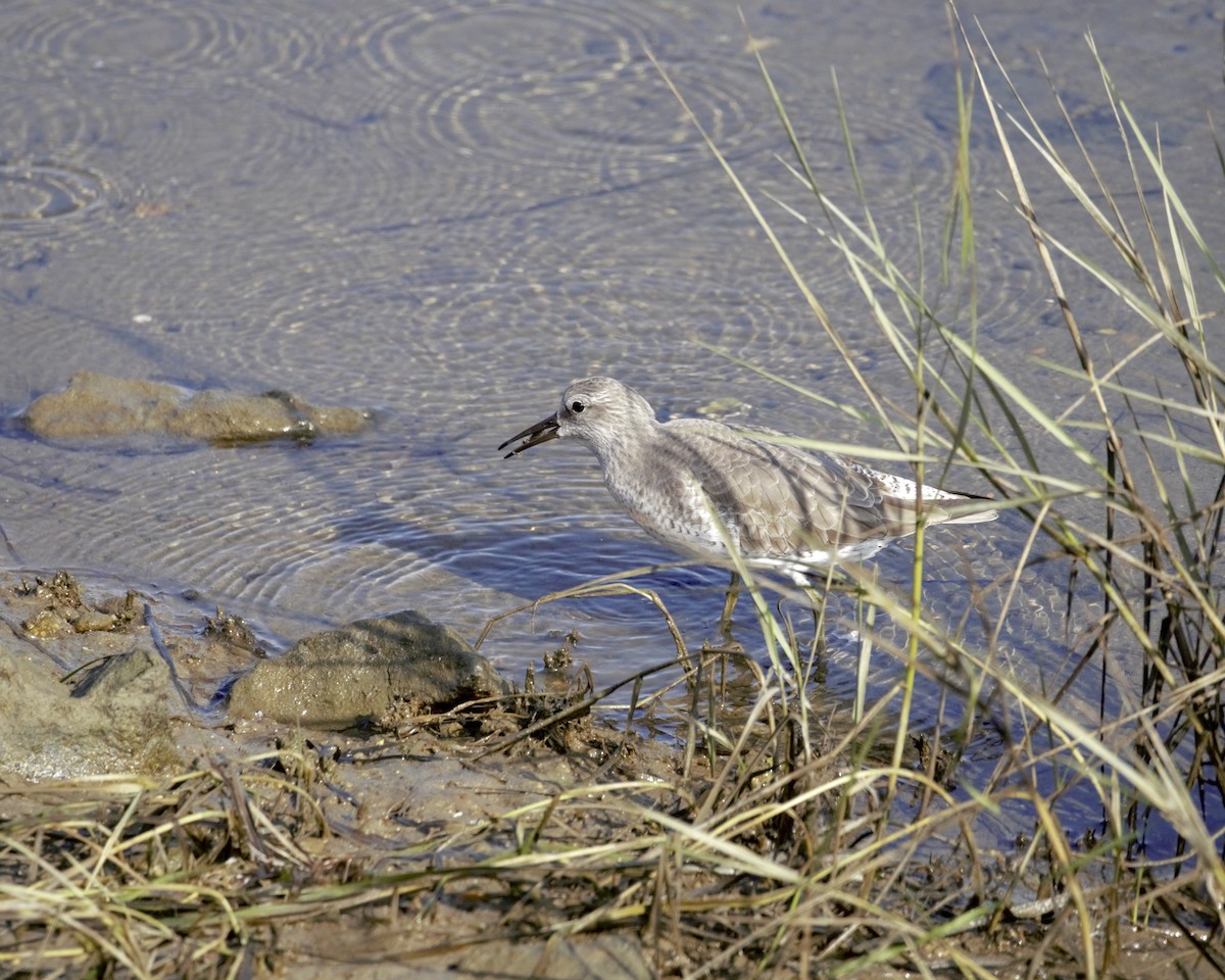 コオバシギ - ML646156083