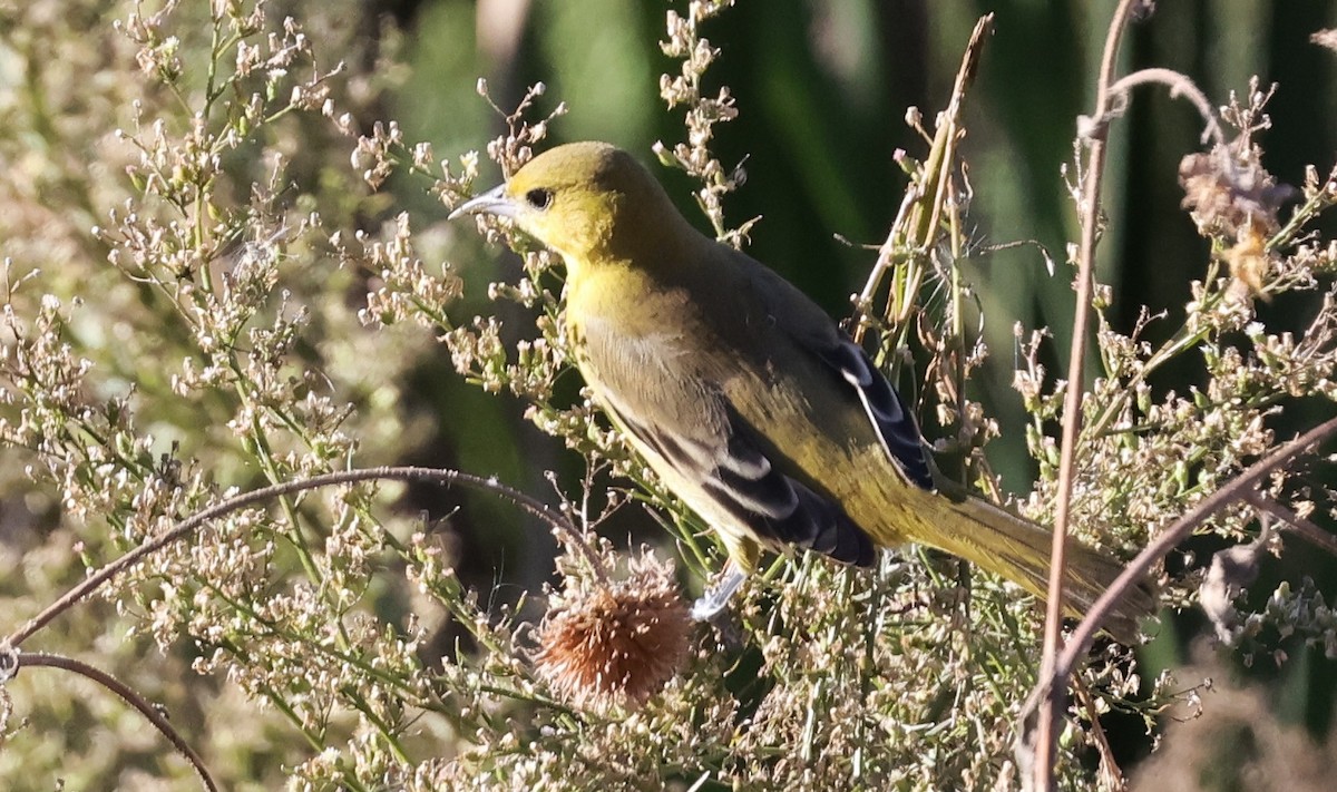 アカクロムクドリモドキ - ML646156084