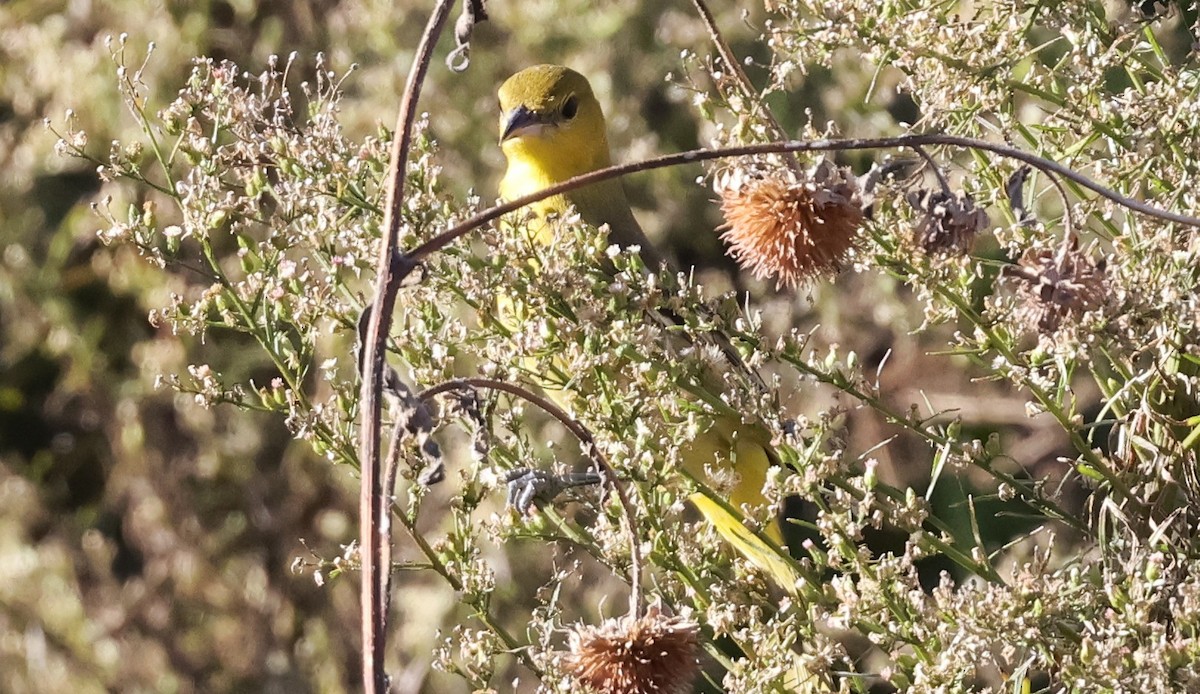 アカクロムクドリモドキ - ML646156085