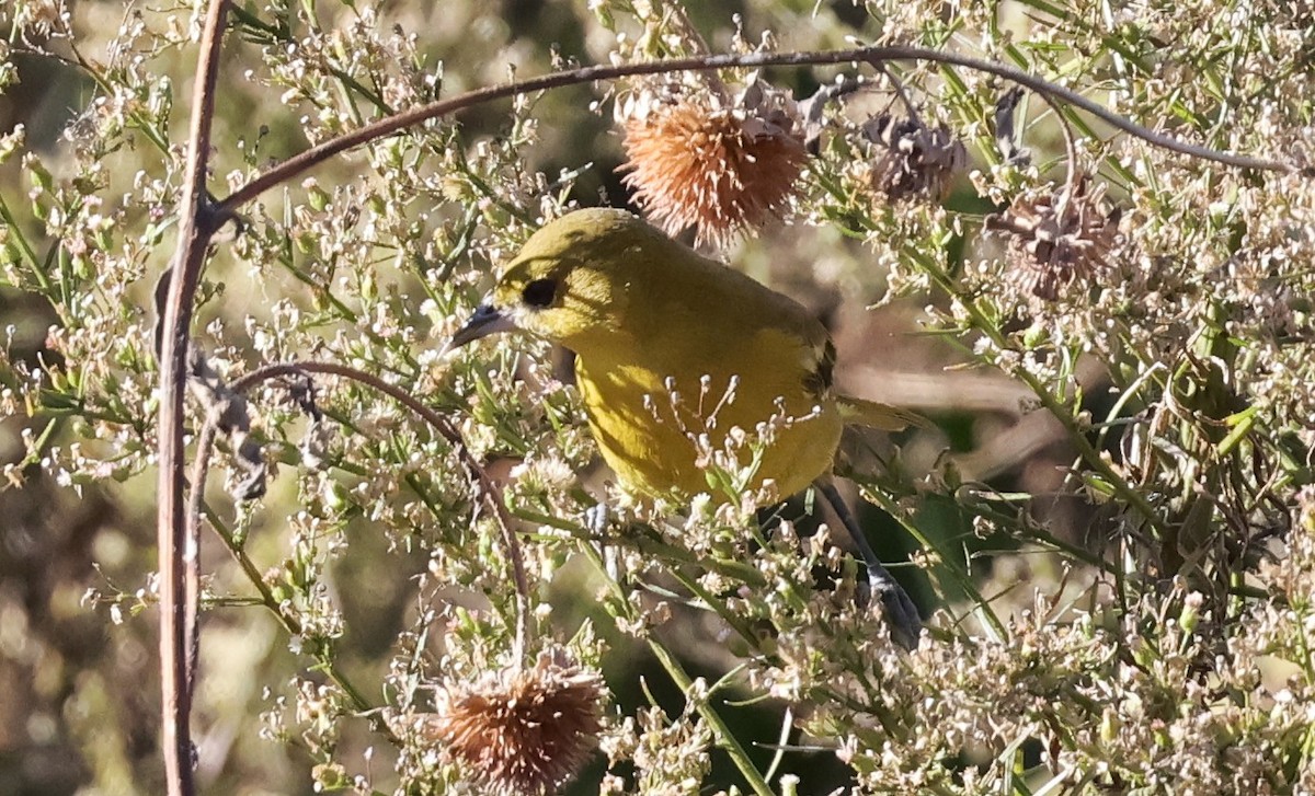 アカクロムクドリモドキ - ML646156086