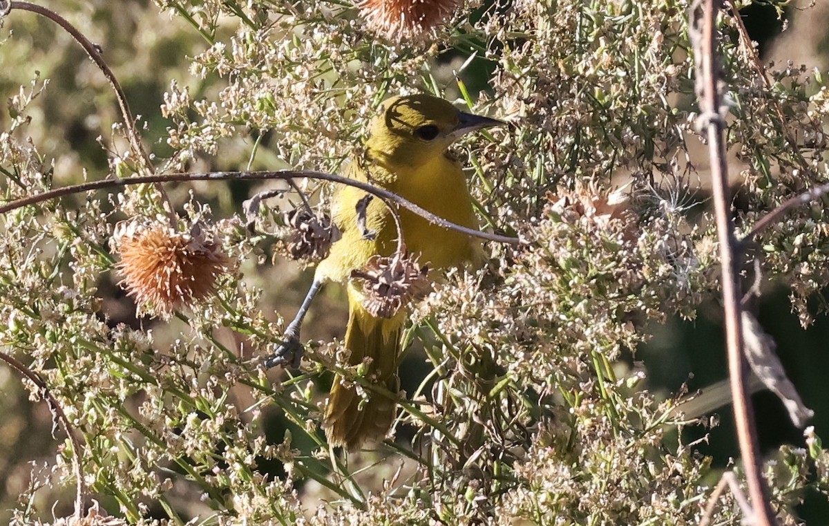 アカクロムクドリモドキ - ML646156087