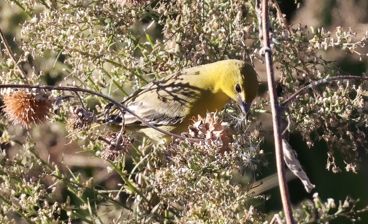 アカクロムクドリモドキ - ML646156088