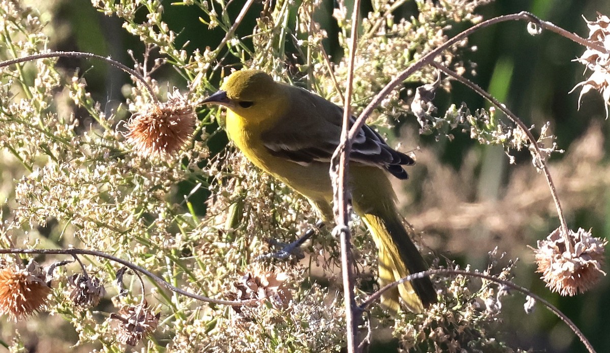 アカクロムクドリモドキ - ML646156089