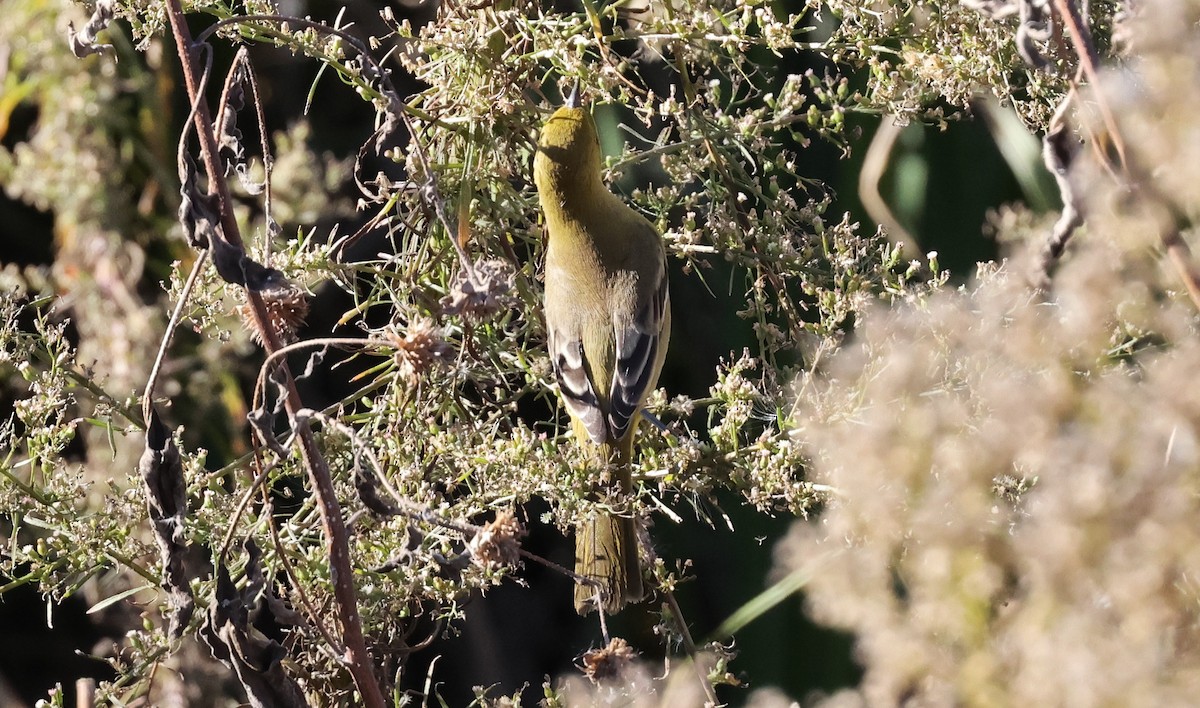 アカクロムクドリモドキ - ML646156090