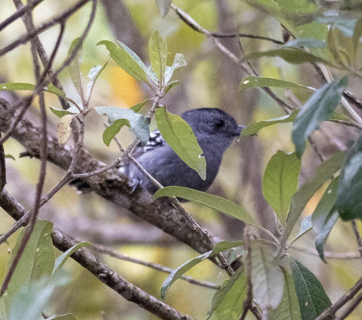 カワリアリモズ - ML646156091