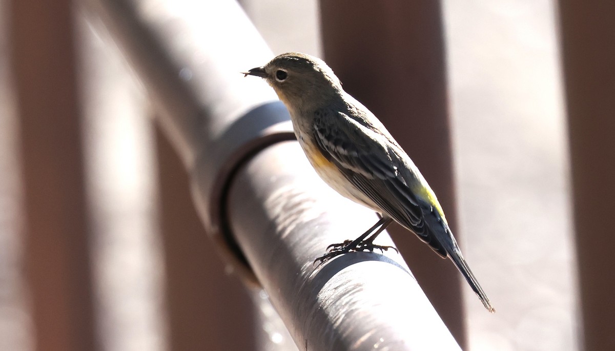 キヅタアメリカムシクイ（auduboni） - ML646156092