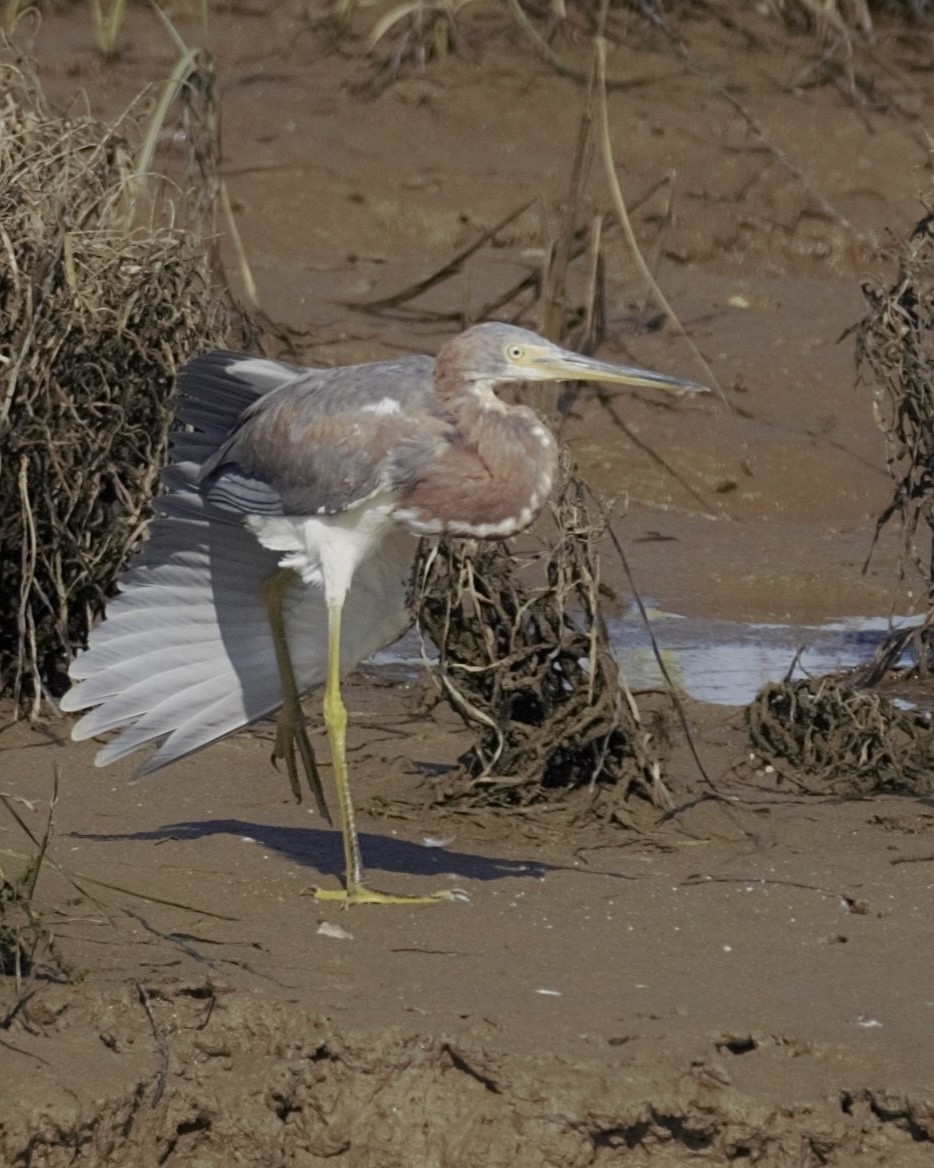 Tricolored Heron - ML646156093