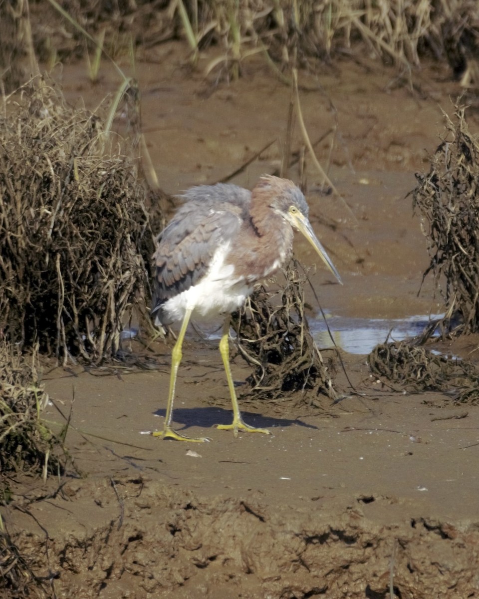 Tricolored Heron - ML646156094
