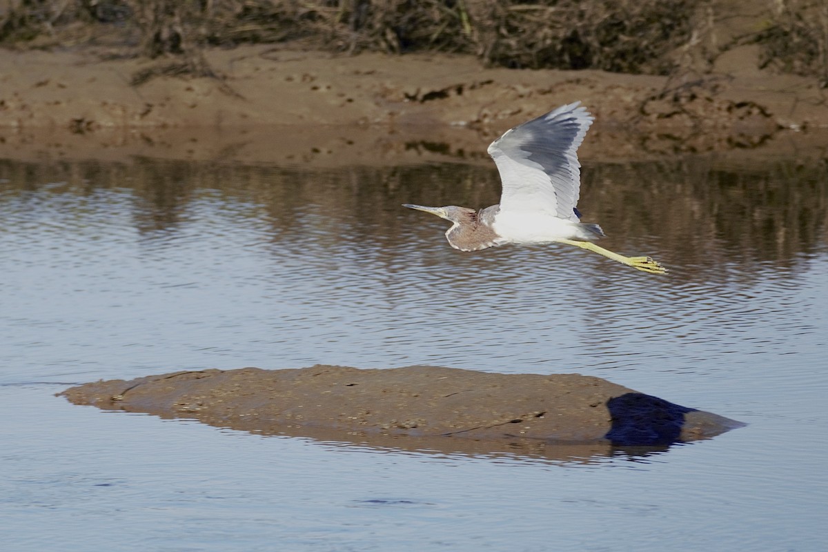 Tricolored Heron - ML646156095