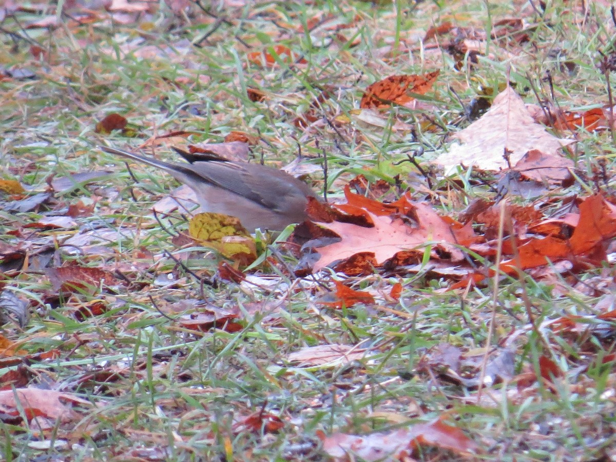 Dark-eyed Junco - ML646156096