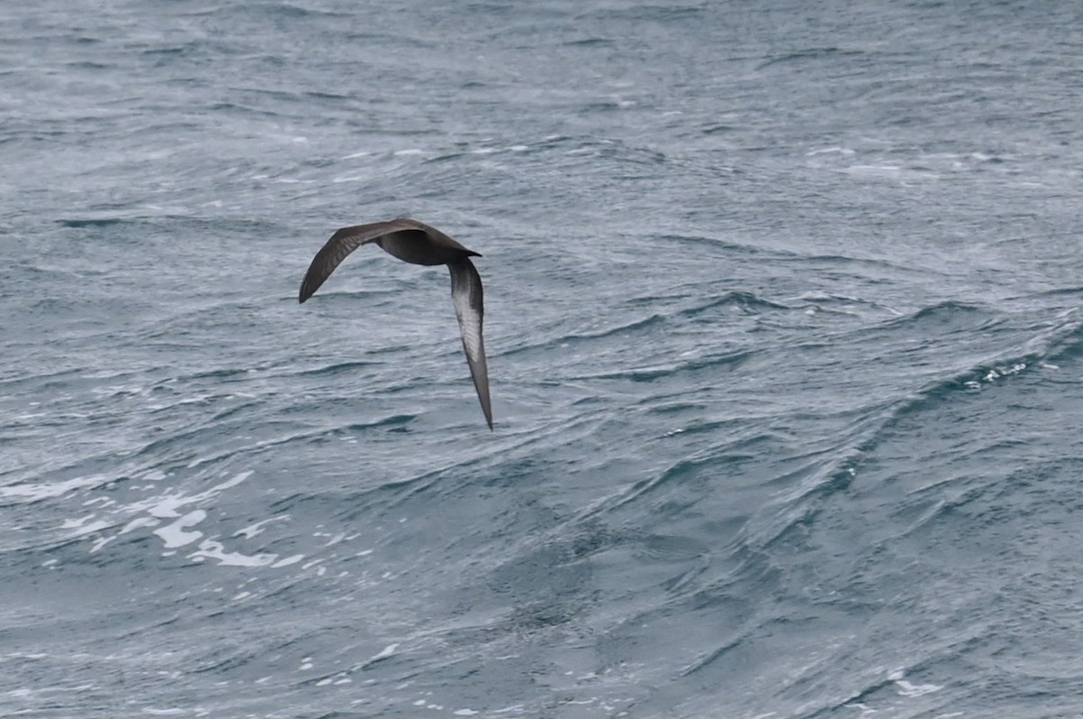 Dunkelsturmtaucher - ML646156097