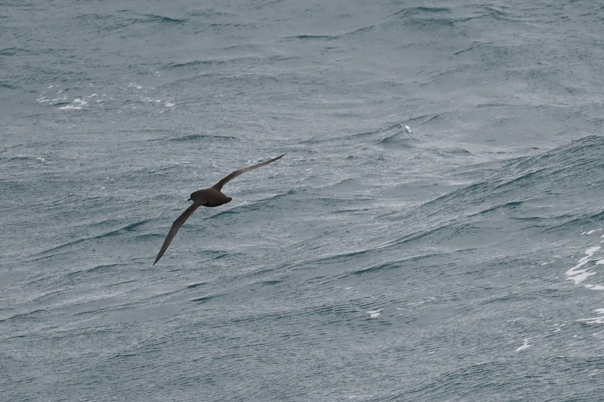 Dunkelsturmtaucher - ML646156100