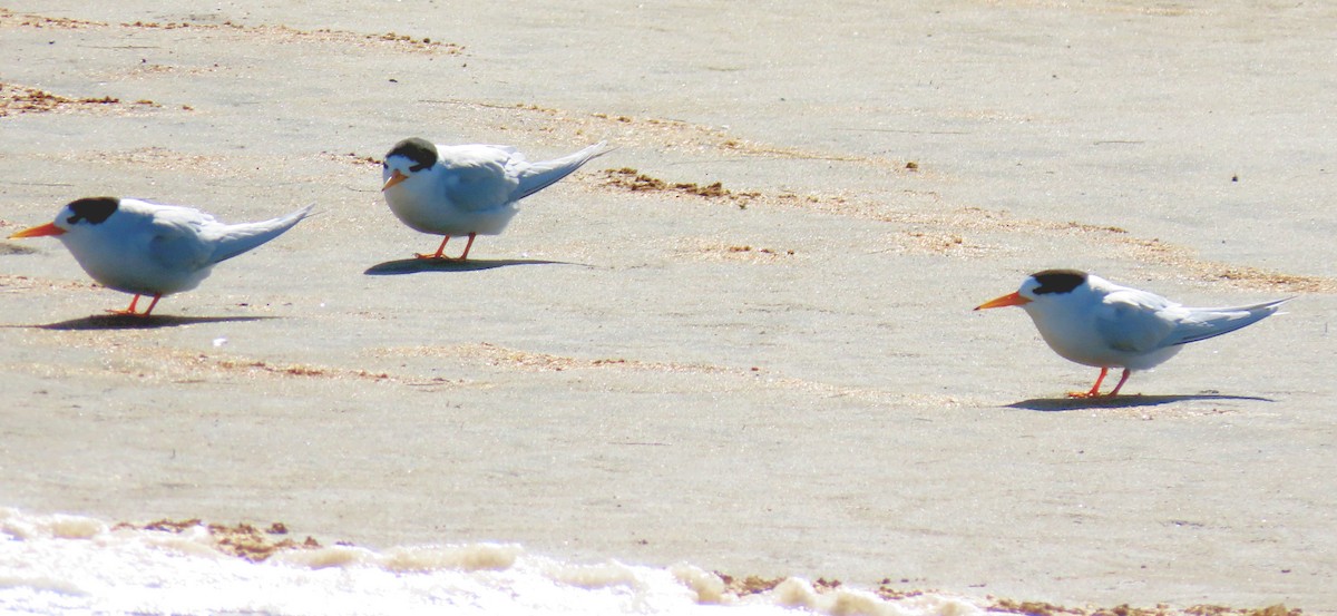Australian Fairy Tern - ML646156101