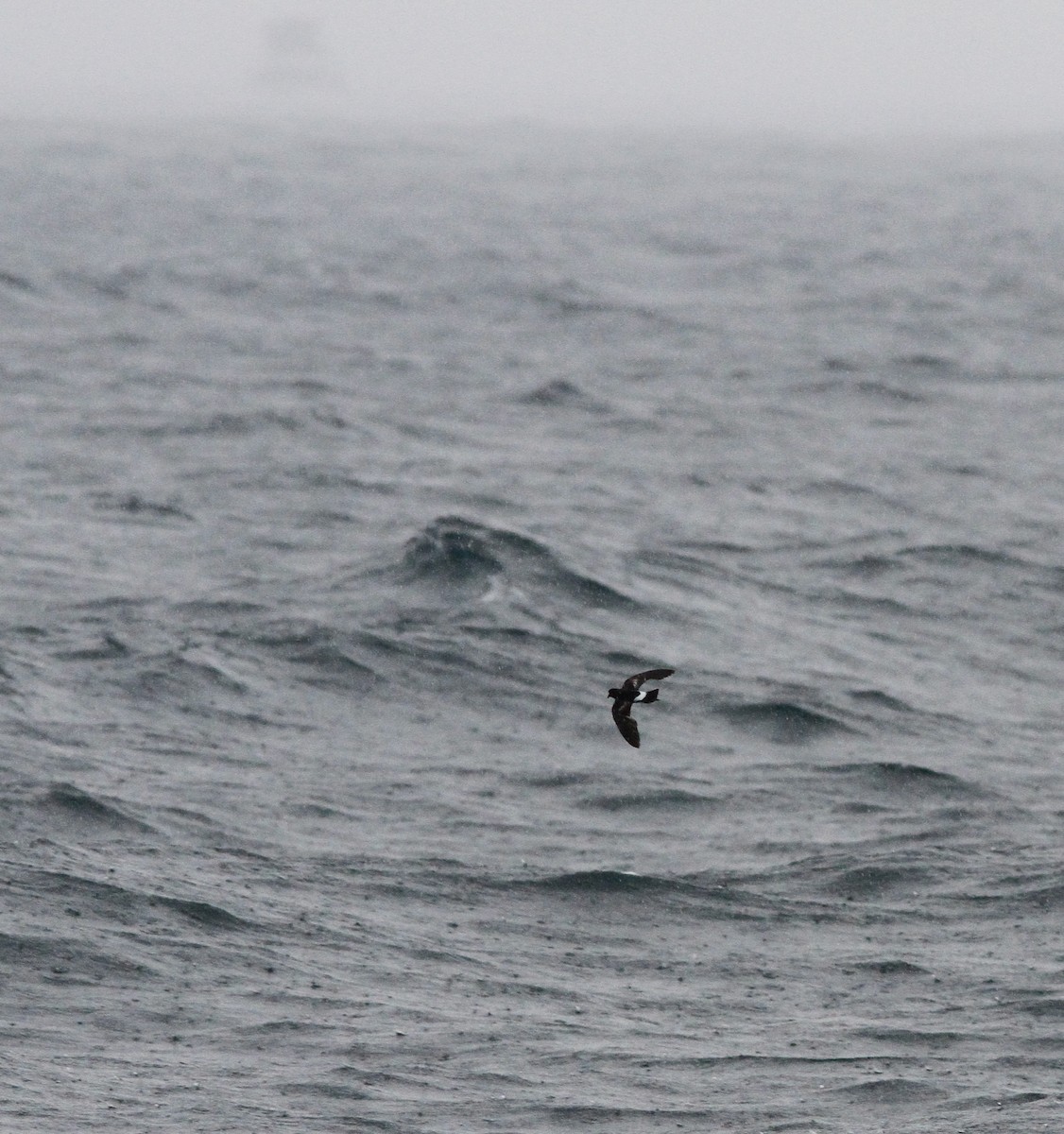 Sarı Ayaklı Fırtınakırlangıcı - ML646156110