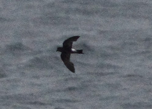 Sarı Ayaklı Fırtınakırlangıcı - ML646156111