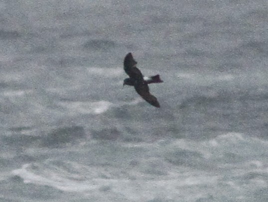 Sarı Ayaklı Fırtınakırlangıcı - ML646156112