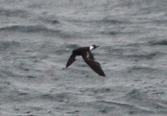 Sarı Ayaklı Fırtınakırlangıcı - ML646156113