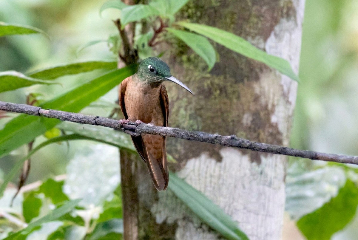 Fawn-breasted Brilliant - ML646156114