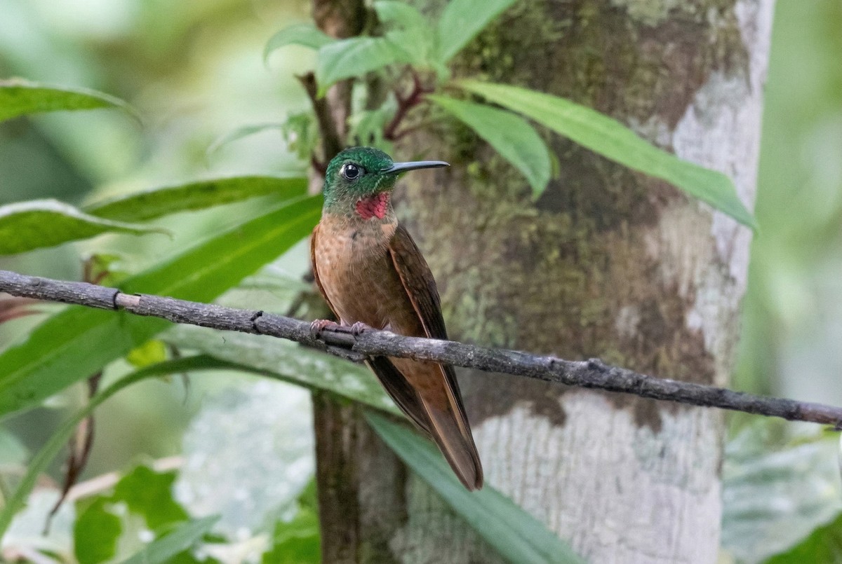 Fawn-breasted Brilliant - ML646156115