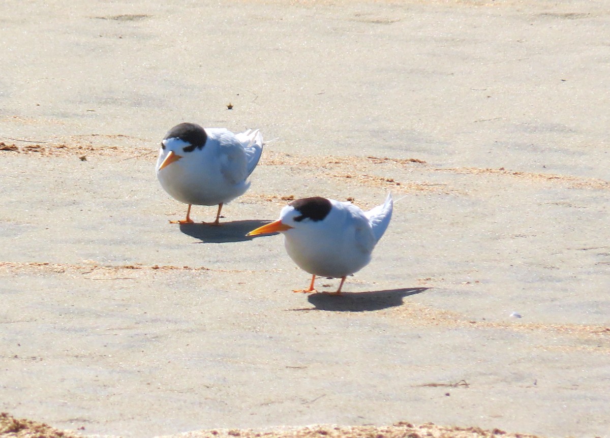 Australian Fairy Tern - ML646156116