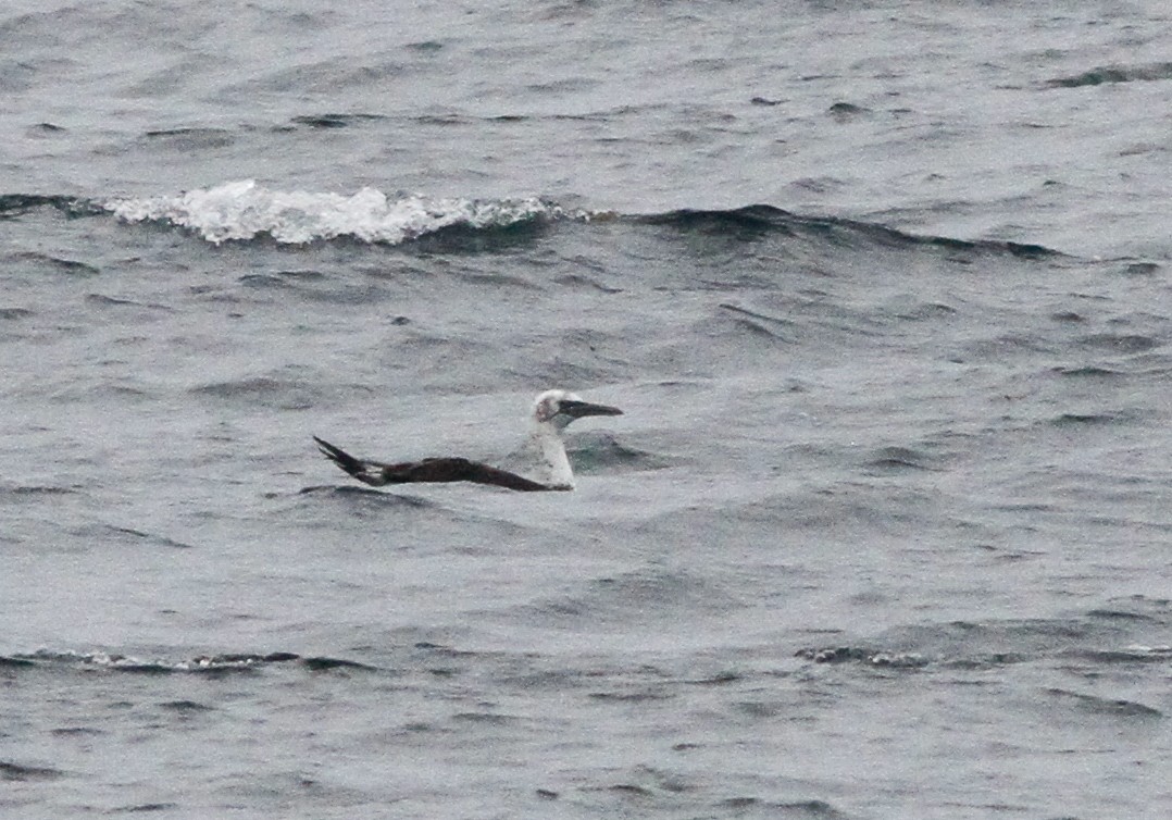 Sümsük - ML646156117