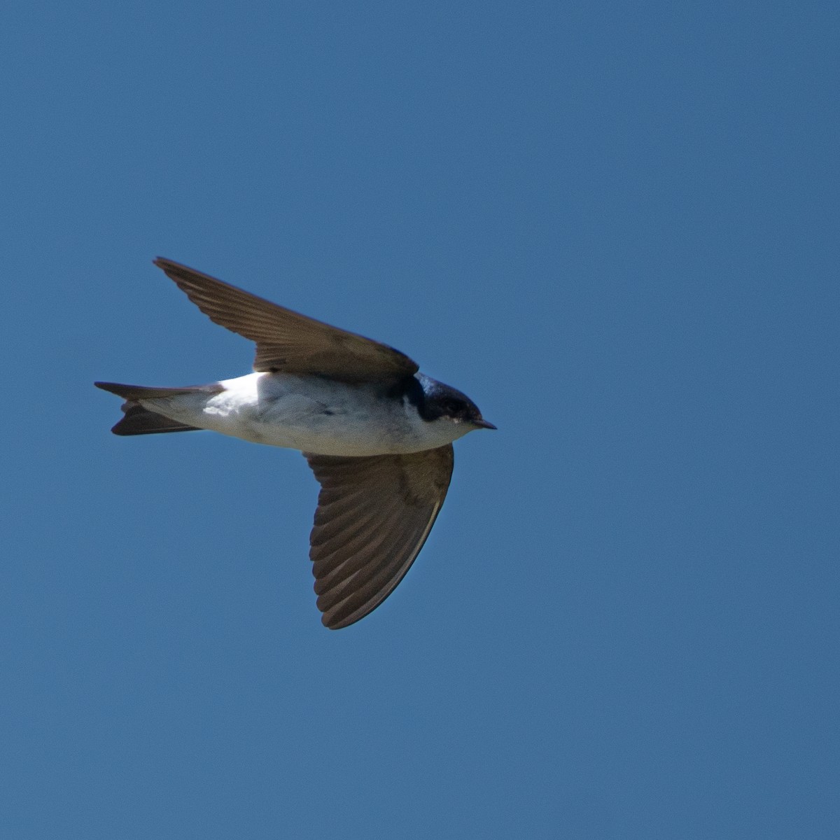 Chilean Swallow - ML646156118