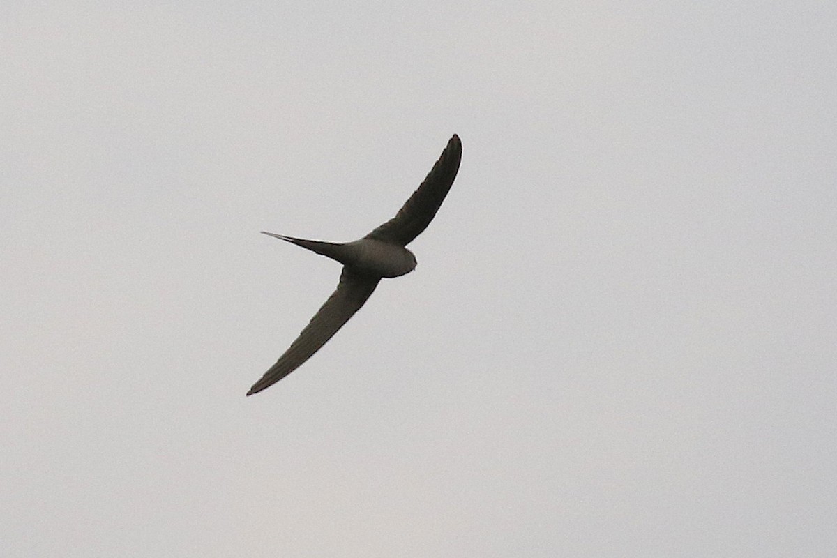 African Palm Swift - ML646156120