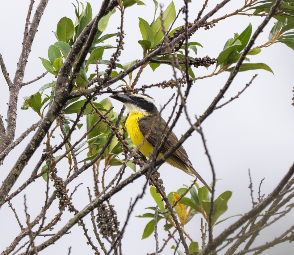 オオハシタイランチョウ - ML646156121