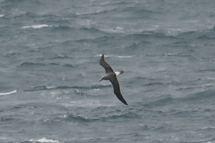 Salvinalbatros - ML646156124