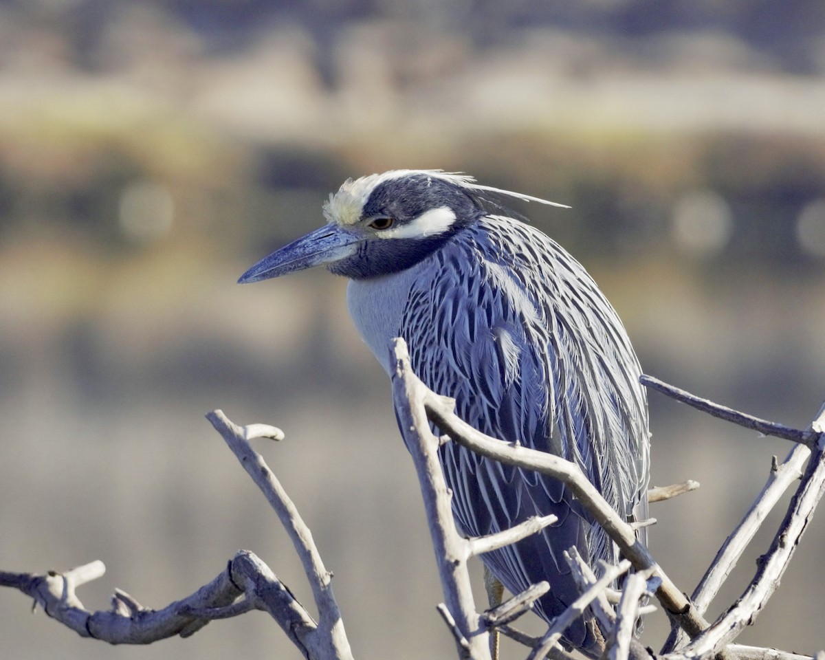 Yellow-crowned Night Heron - ML646156130