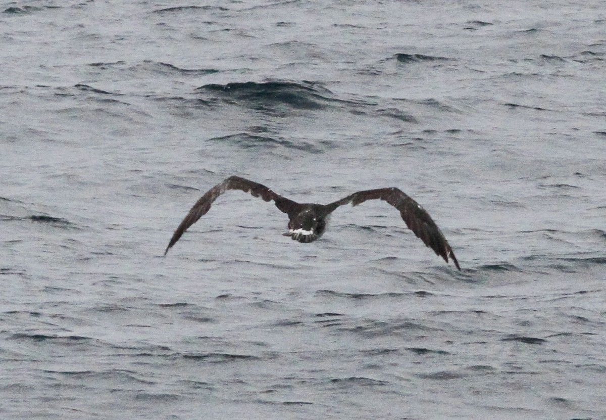 Sümsük - ML646156134