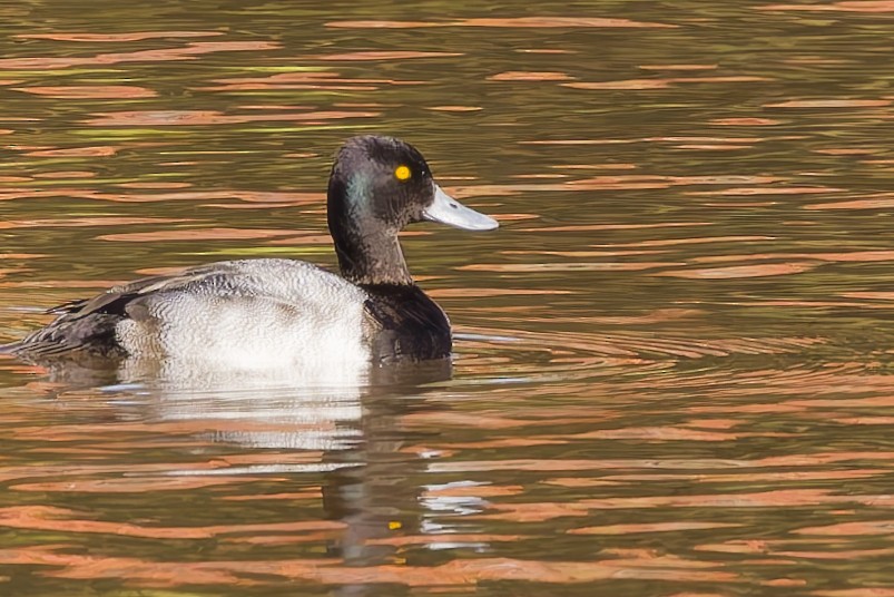 Lesser Scaup - ML646156137