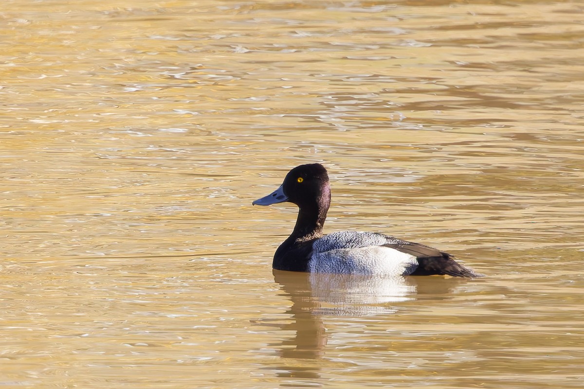 Lesser Scaup - ML646156138