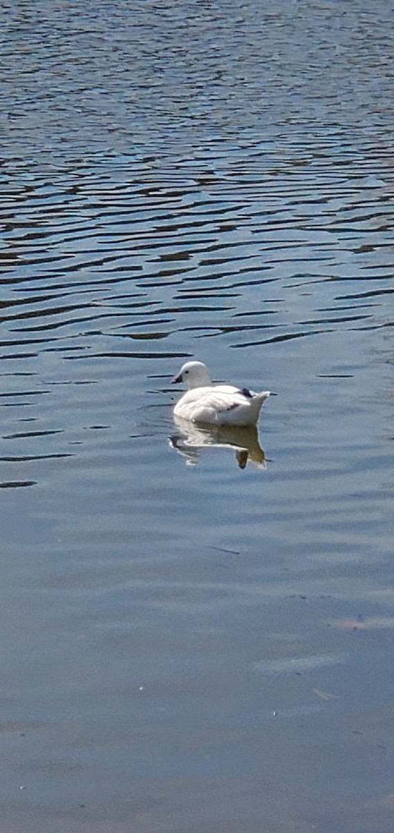 Ross's Goose - ML646156139