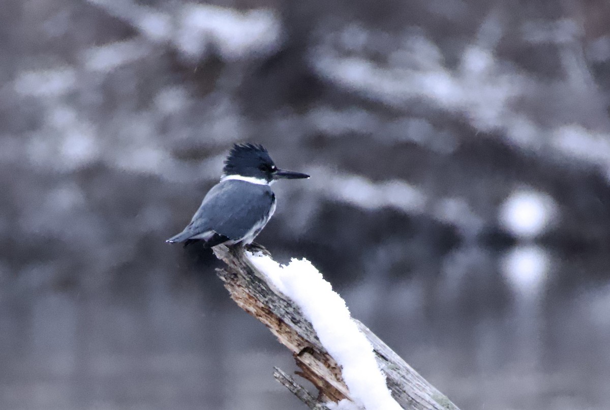 Belted Kingfisher - ML646156146