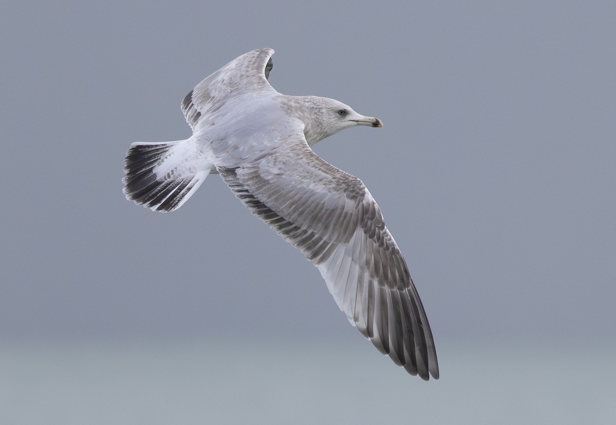 American Herring Gull - ML646156147