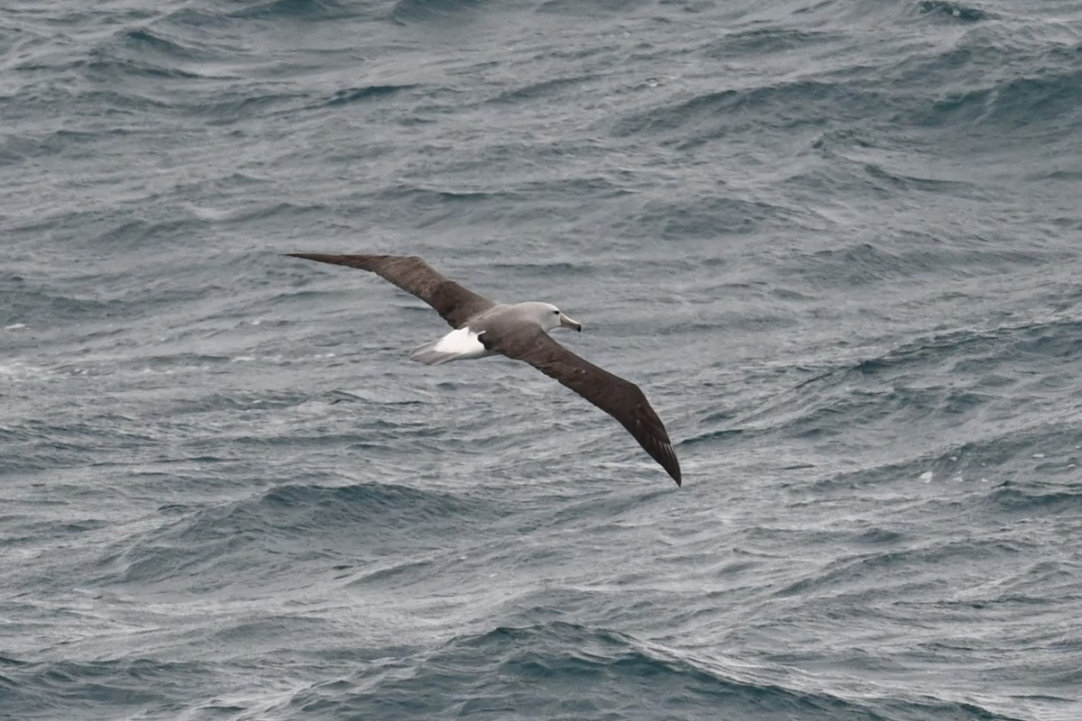Salvinalbatros - ML646156148