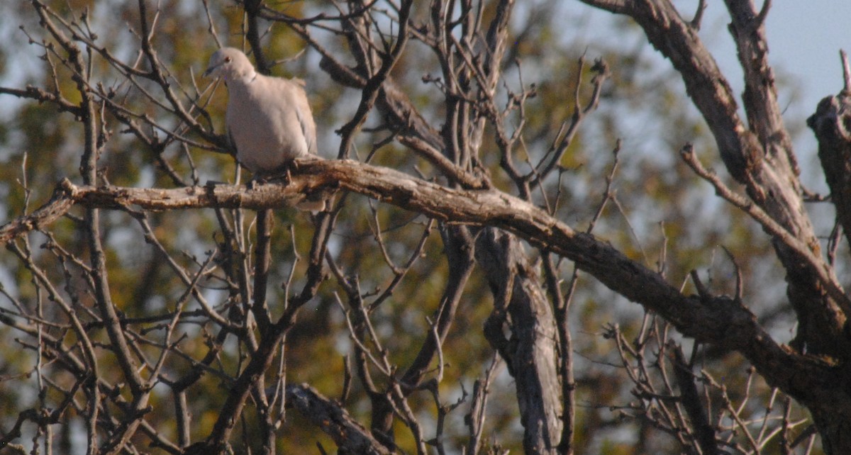 Eurasian Collared-Dove - ML646156152