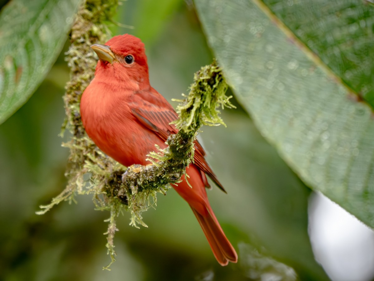 Summer Tanager - ML646156157