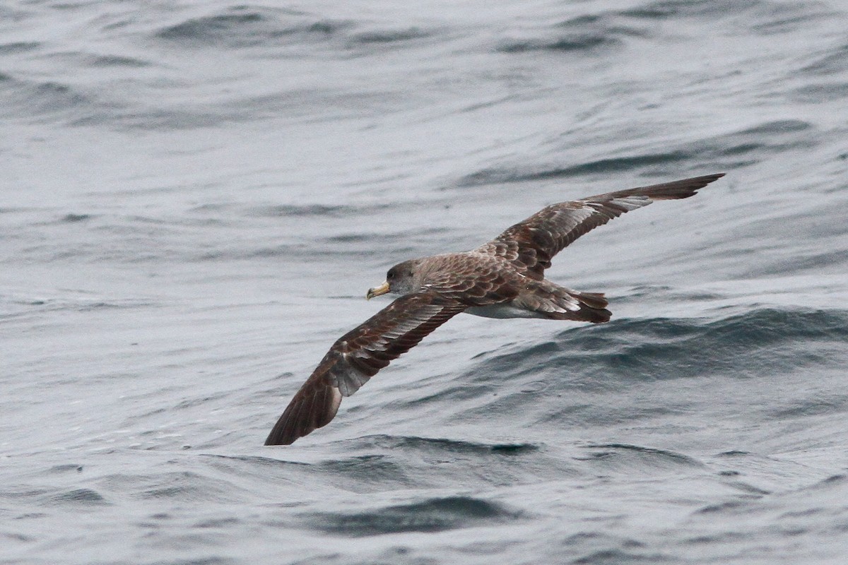 Atlantik Boz Yelkovanı - ML646156160