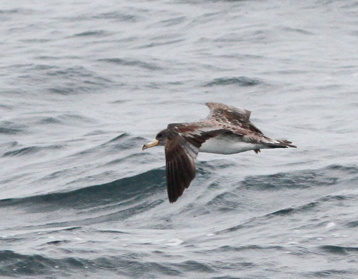 Atlantik Boz Yelkovanı - ML646156161