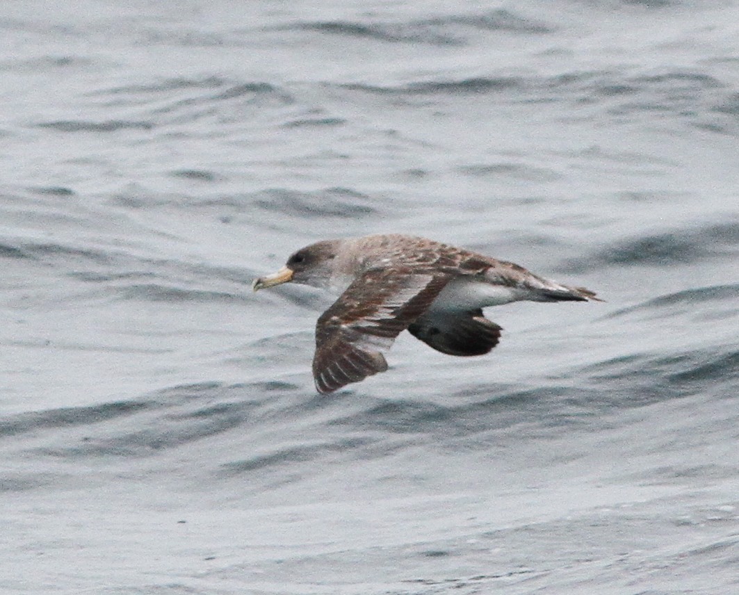 Atlantik Boz Yelkovanı - ML646156162